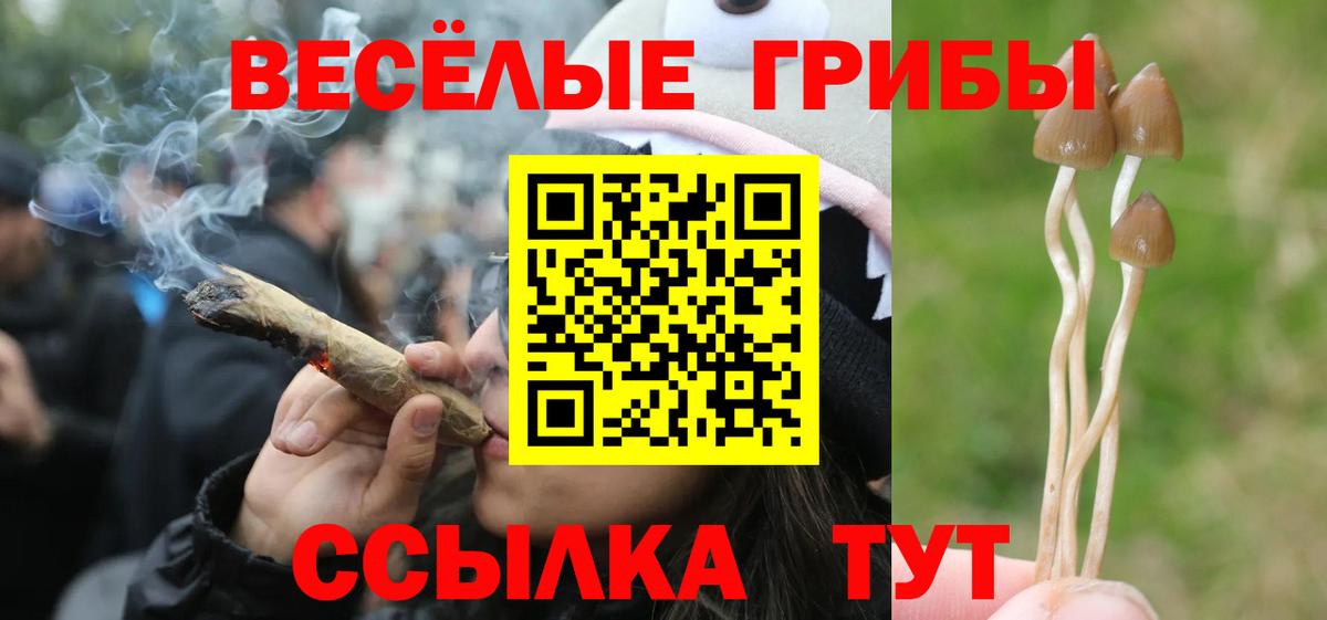 Павлово  Галлюциногенные грибы прущие грибы  Вход с VPN 